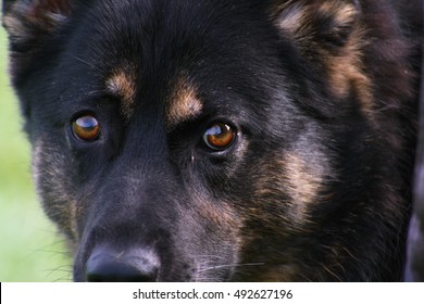 Chinook Dog