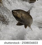 Chinook salmon attempting to jump over small barrier in river