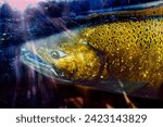 Chinook Salmon Close Up Issaquah Hatchery Washington State