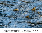 Chinook Salmon Issaquah Creek Hatchery Washington. Salmon swim up Issaquah creek and caught in  Hatchery.