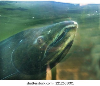 Chinook Salmon Issaquah Hatchery Washington.  