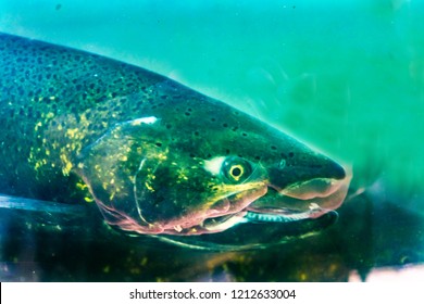 Chinook Salmon Issaquah Hatchery Washington.  