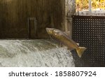 Chinook Salmon jumping at dam on the Bowmanville Creek on it