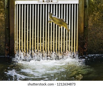 Chinook Salmon Jumping Hatchery Washington. 