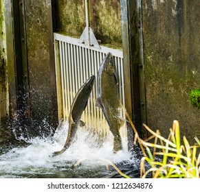 Chinook Salmon Jumping Hatchery Washington. 