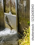 Chinook Salmon Jumping Issaquah Hatchery Washington. 