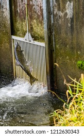 Chinook Salmon Jumping Issaquah Hatchery Washington. 