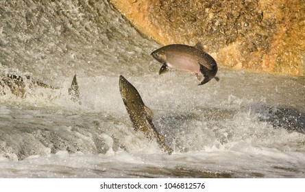 Chinook Salmon Jumping At Water Fall