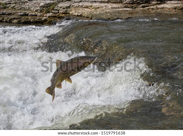 A chinook salmon jumps\
up a ledge in the Ganaraska River as it swims upstream in the fall\
to lay eggs.