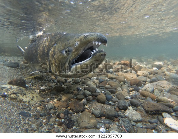 A Chinook Salmon On\
His Spawning Bed