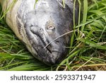 Chinook Salmon Oncorhynchus tshawytscha are largest Pacific salmon. Close-up of head of freshly caught fish lying on grass