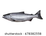 The Chinook salmon  (Oncorhynchus tshawytscha) is the largest species in the Pacific salmon genus Oncorhynchus. The scientific species name is based on the Russian common name chavycha 