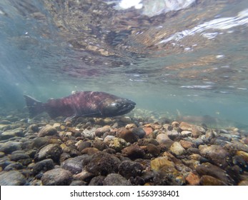 Chinook Salmon Swimming In The Cedar River