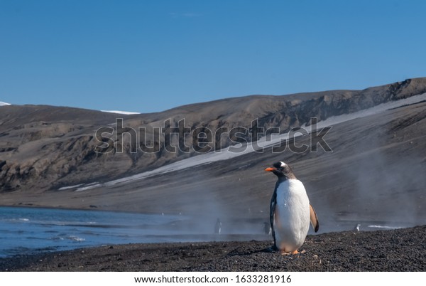 Chinstrap and Gentoo penguins hanging around\
the warm waters and steam of the caldera of active volcano,\
Deception Island,\
Antarctica