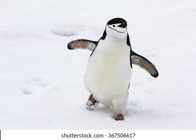 Chinstrap Penguin