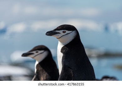 Chinstrap Penguin