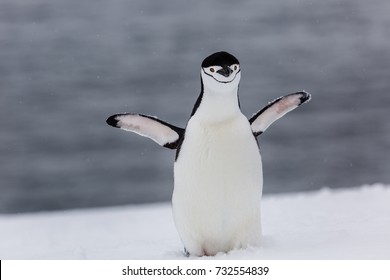 Chinstrap Penguin