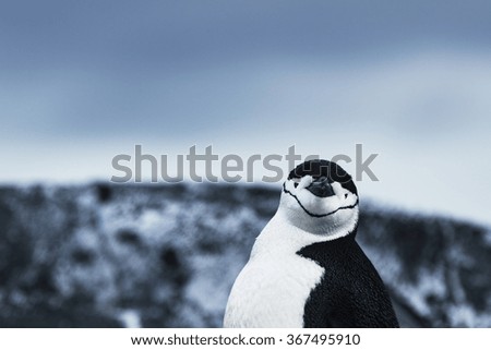 Chinstrap Penguin