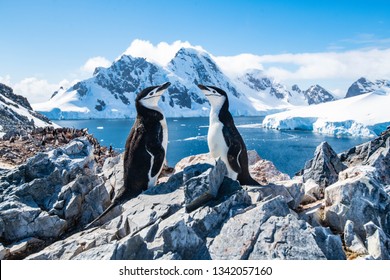 Chinstrap penguin, Antarctica, January 2019
