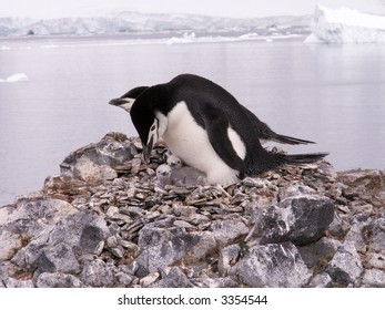 Chinstrap Penguin With Chick