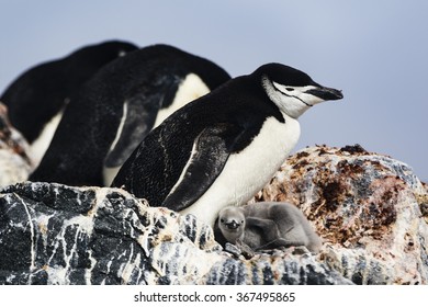 Chinstrap Penguin And Chick