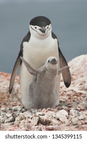 Chinstrap Penguin And Its Chick In Antarctica.  One Of The Antarctic Species Of Penguins, The Chinstrap Penguin Together With Its Gray Chick Is One Of The Cutest.