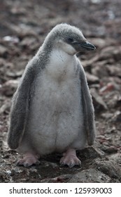 A Chinstrap Penguin Chick Waits For Its Parents To Bring It Food In The South Shetland Islands.  This Is A Cold And Windy Part Of The Planet.