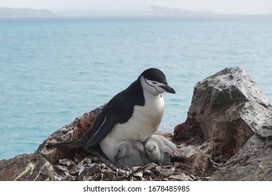 Chinstrap Penguin And The Chicks