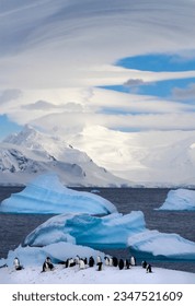 Chinstrap penguin colonies, on snow; Ornes Islands; penguin toboggan, sequence composite; Chinstrap and icebergs; Chinstrap penguins under, lenticular clouds; icebergs, mountain, lenticular clouds; - Shutterstock ID 2347521609
