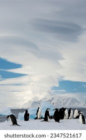 Chinstrap penguin colonies, on snow; Ornes Islands; penguin toboggan, sequence composite; Chinstrap and icebergs; Chinstrap penguins under, lenticular clouds; icebergs, mountain, lenticular clouds; - Shutterstock ID 2347521617