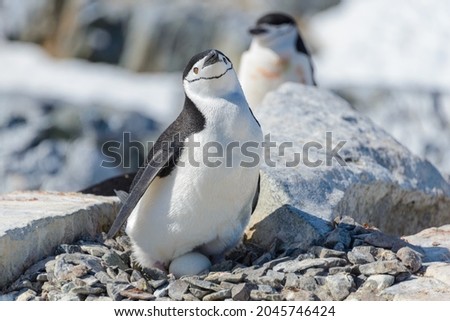 Chinstrap penguin with egg on the beach in Antarctica