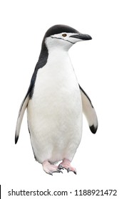 Chinstrap Penguin Isolated On White Background Stock Photo 1188921472 ...