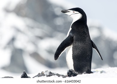 Chinstrap Penguin Nesting