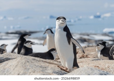 Chinstrap penguin on the beach in Antarctica - Powered by Shutterstock