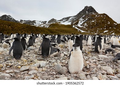 Chinstrap Penguin On The Coast Of South Georgia Island.