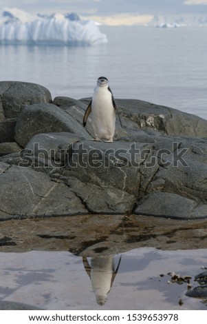Chinstrap penguin on the rock with reflection in Antarctica