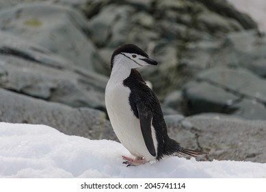 壁紙 ペンギン の写真素材 画像 写真 Shutterstock