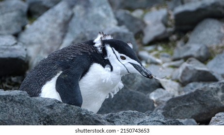 681 Pygoscelis Antarcticus Images, Stock Photos & Vectors | Shutterstock