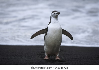 681 Pygoscelis Antarcticus Images, Stock Photos & Vectors | Shutterstock