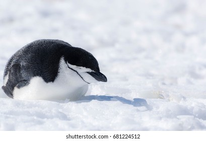 A Chinstrap Penguin Sleeps On The Icy Floor Of The Antarctic Peninsula