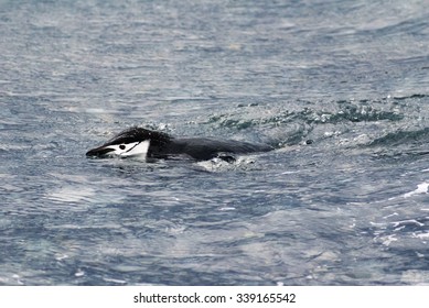 Chinstrap Penguin Swimming