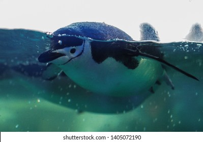 Chinstrap penguin swimming submerge in exhibition, Taiwan 