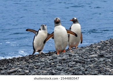 Chinstrappenguin (Pygoscelis antarcticus) and Gentoo penguins (Pygoscelis papua) standing in a group, on rocky shore of the Antarctic Peninsula. Blue ocean in the background. 
 - Powered by Shutterstock