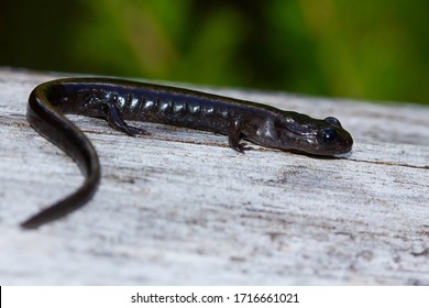 Chioglossa Lusitanica, Gold-striped Young Salamander On A Log