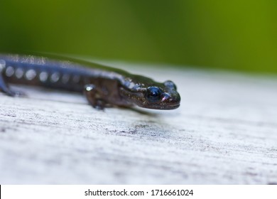 Chioglossa Lusitanica, Gold-striped Young Salamander On A Log