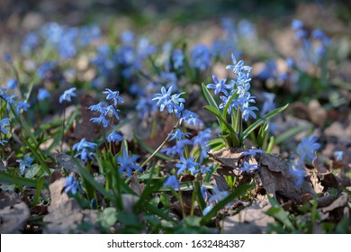 Blue Giant High Res Stock Images Shutterstock