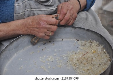 Chios Greece: October 27 2014: Old Greek Woman Clearing Mastic Drops