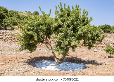 Chios Island, Mastic Tree