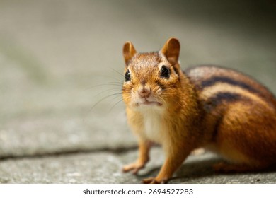 A Chipmonk Looking at the camera