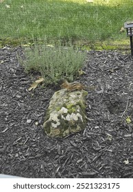 chipmonk on a rock outside front window